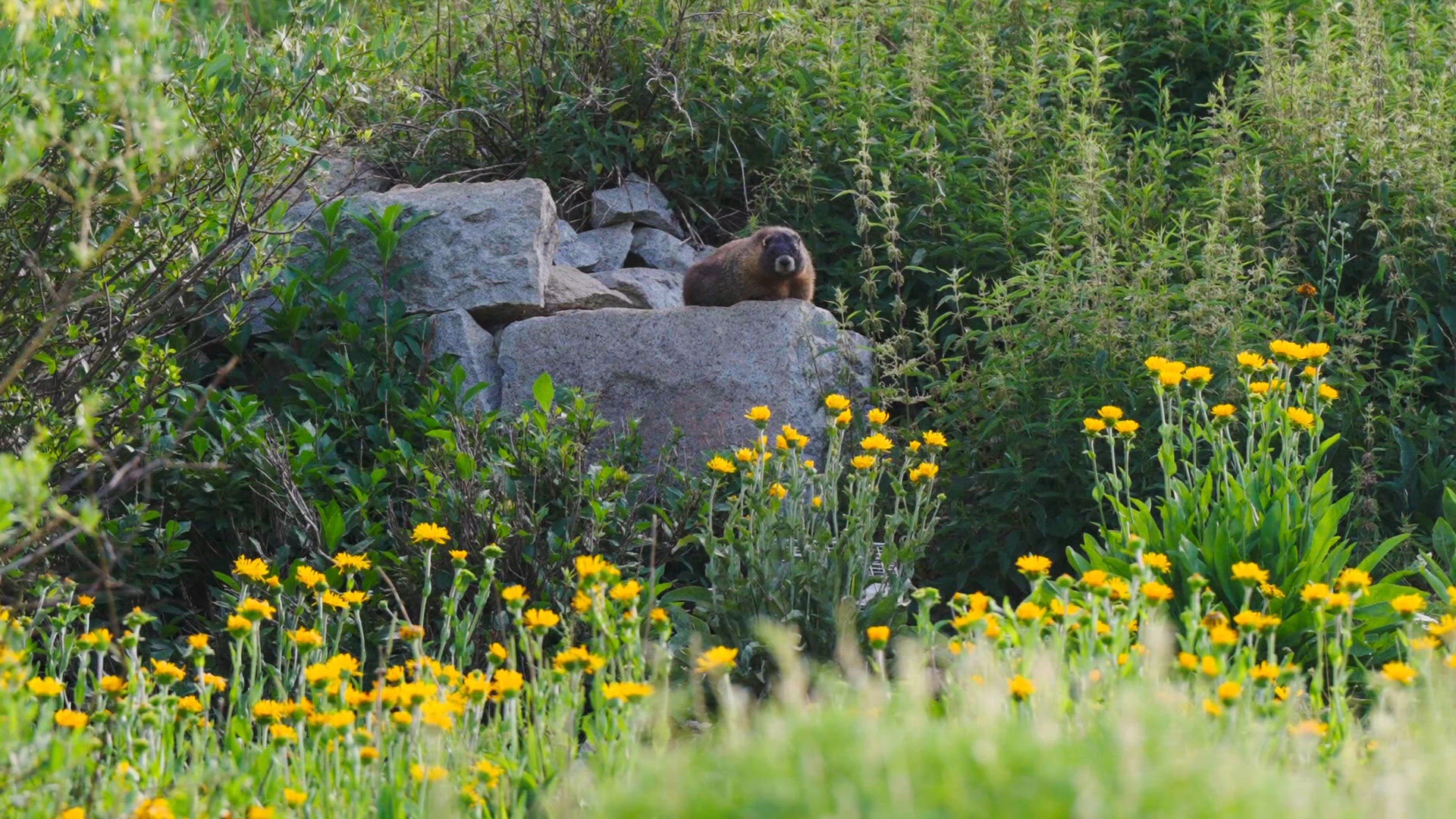 'Everyone is looking very round': Fat Marmot Week voting is underway