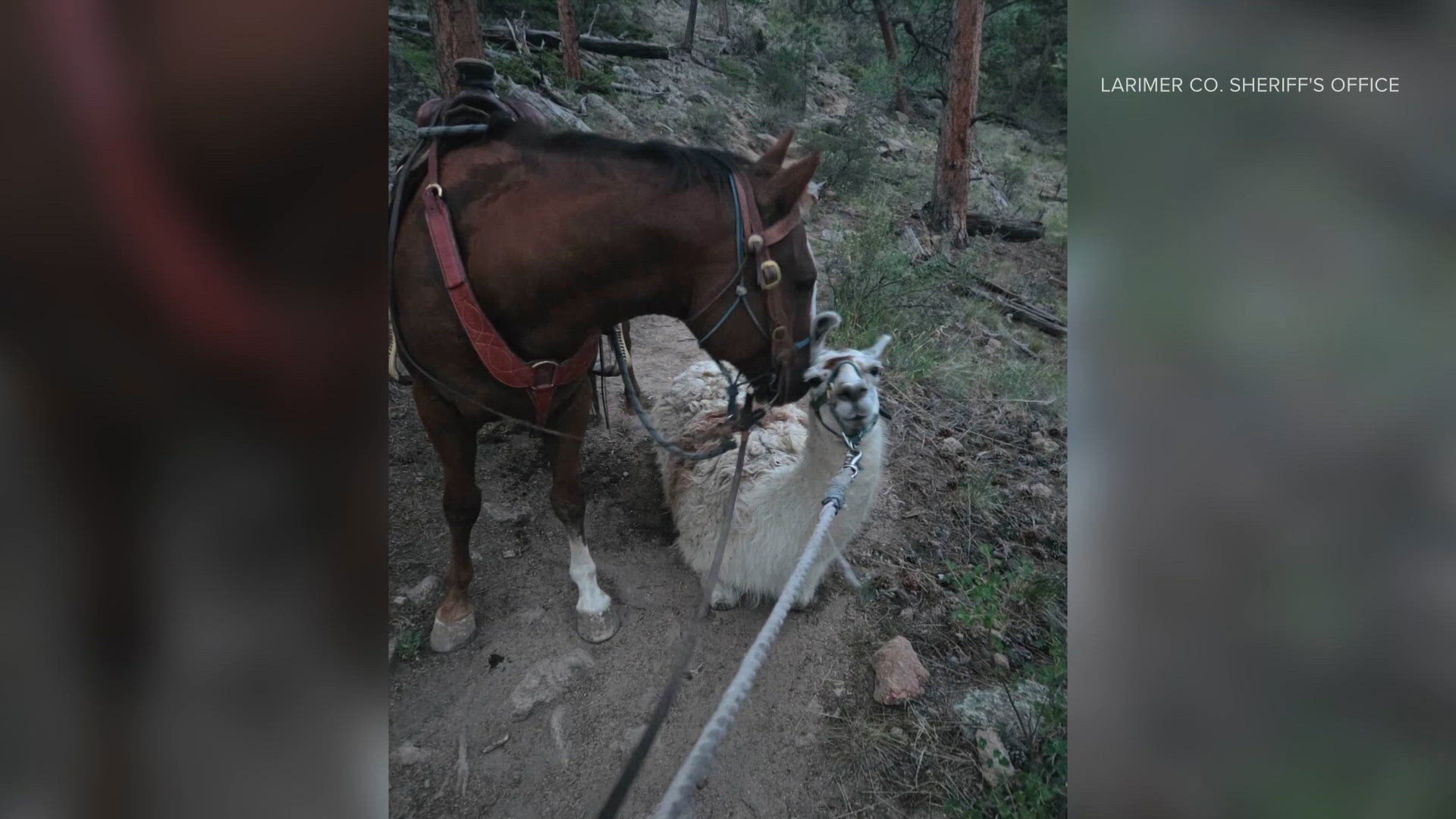Abandoned llama not interested in being rescued on Colorado trail