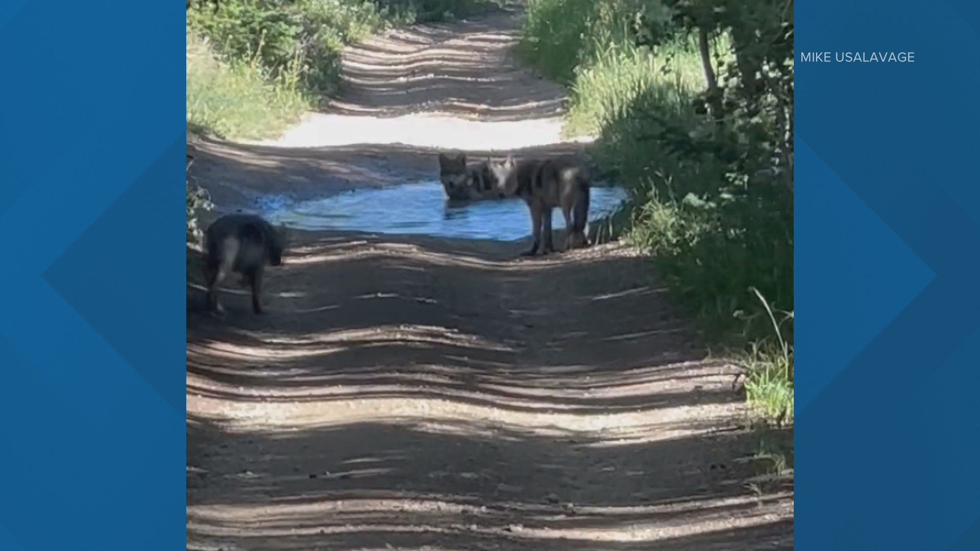 The video, reviewed and validated by CPW wolf biologists, shows the three pups and one adult from the Copper Creek pack.