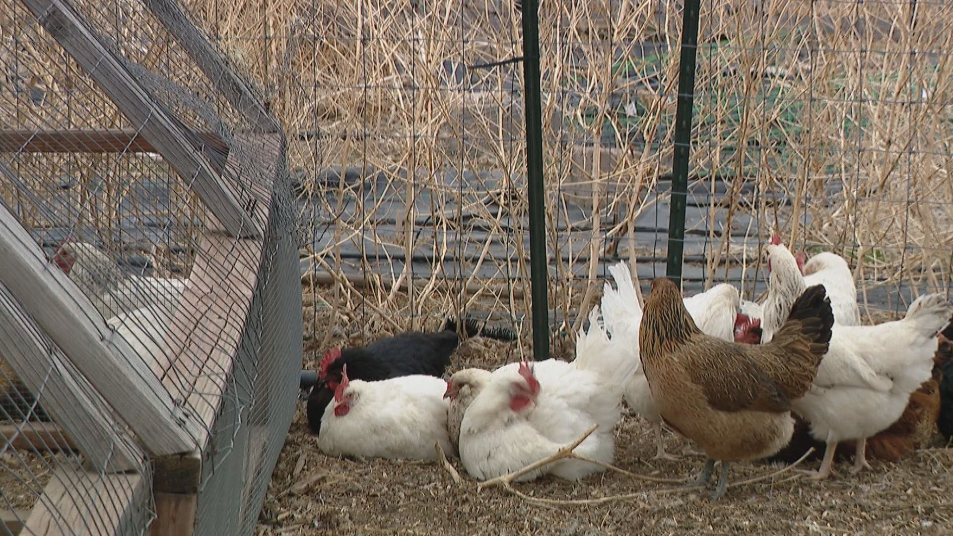 9Health Expert Dr. Payal Kohli discusses what to know about the nationwide avian influenza outbreak, and provides analysis on Colorado’s current COVID-19 situation.