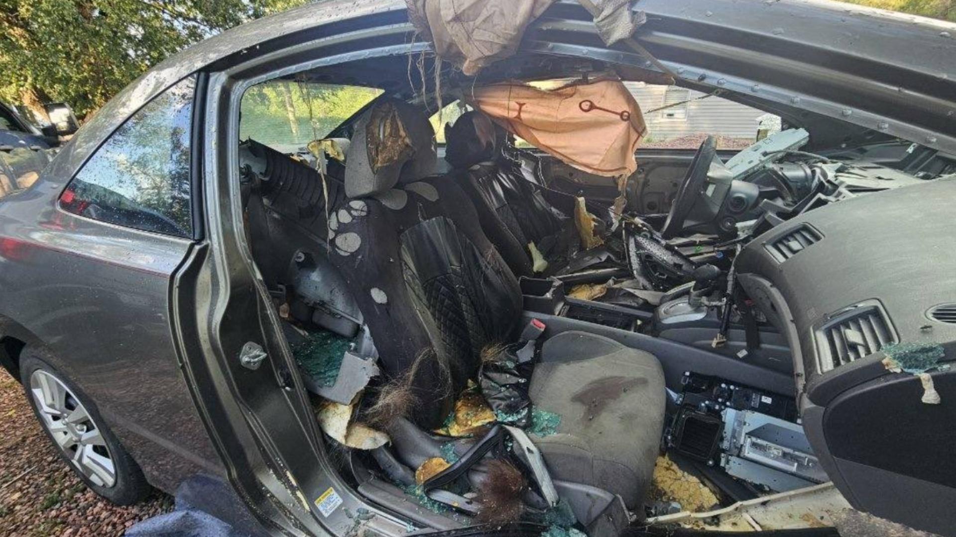 Bear dies in hot car in Colorado after destroying it