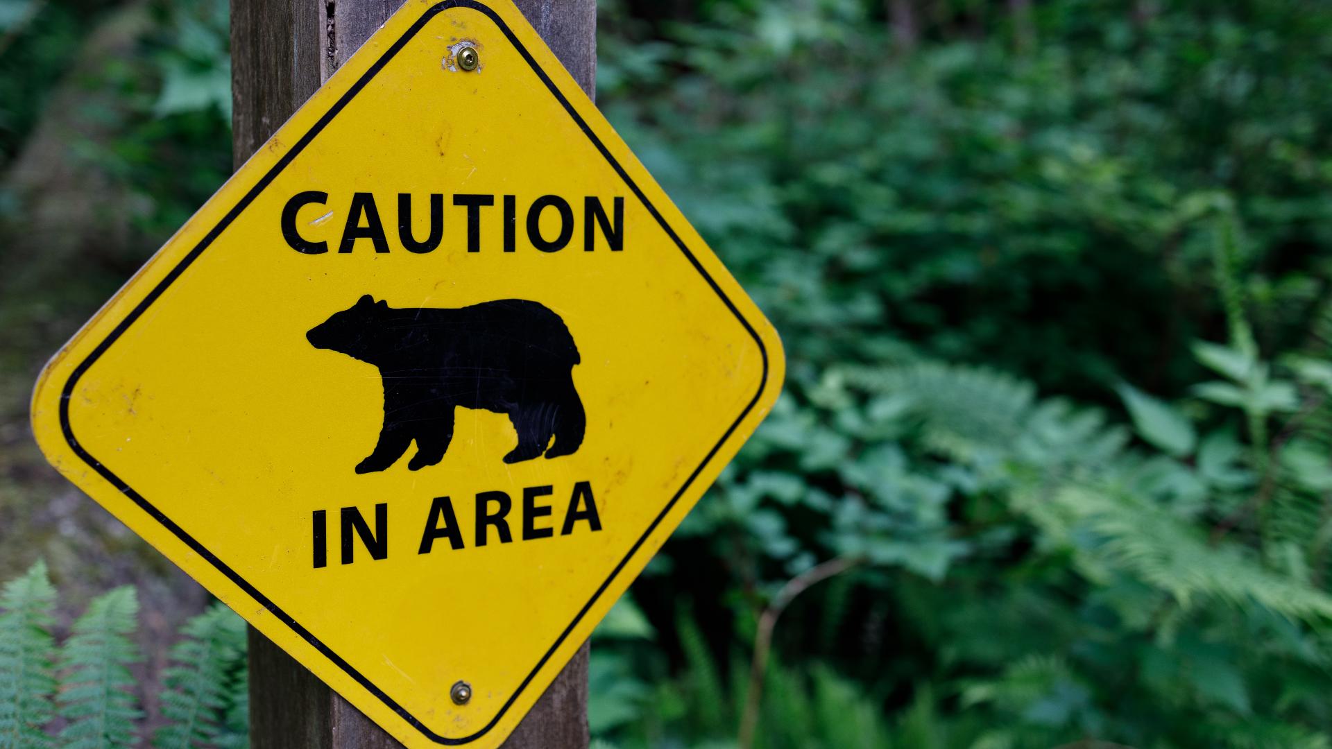 Bear crawls through window and attacks Colorado woman in her 80s, latest in 'extraordinary bear year'