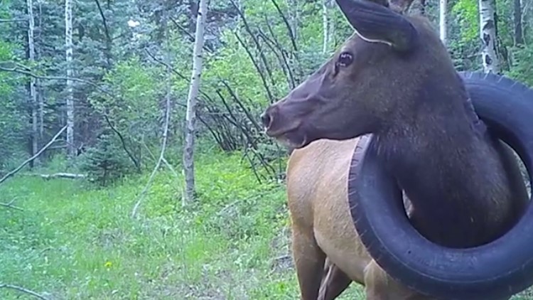 Tire removed from Colorado elk's neck after more than 2 years