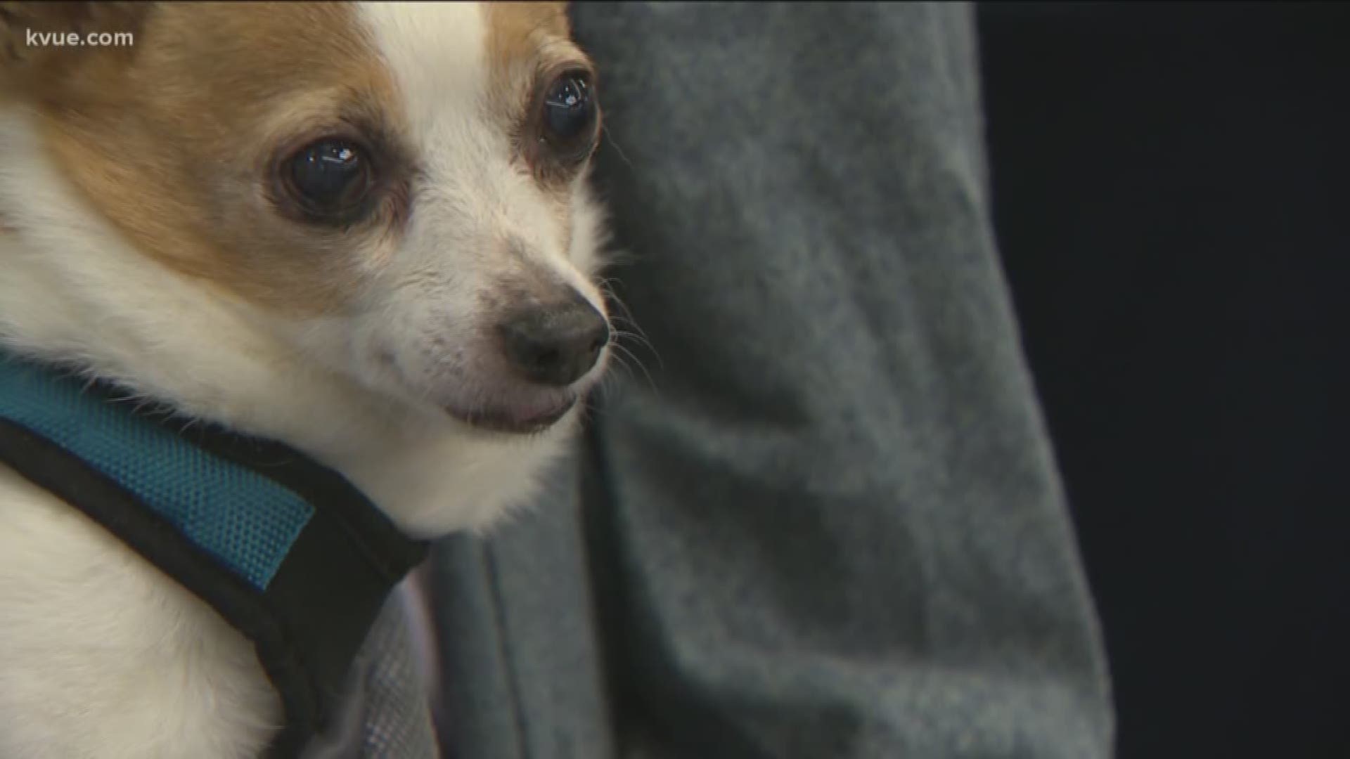 No Kill State Educational Conference Held In Downtown Austin Kare11 Com