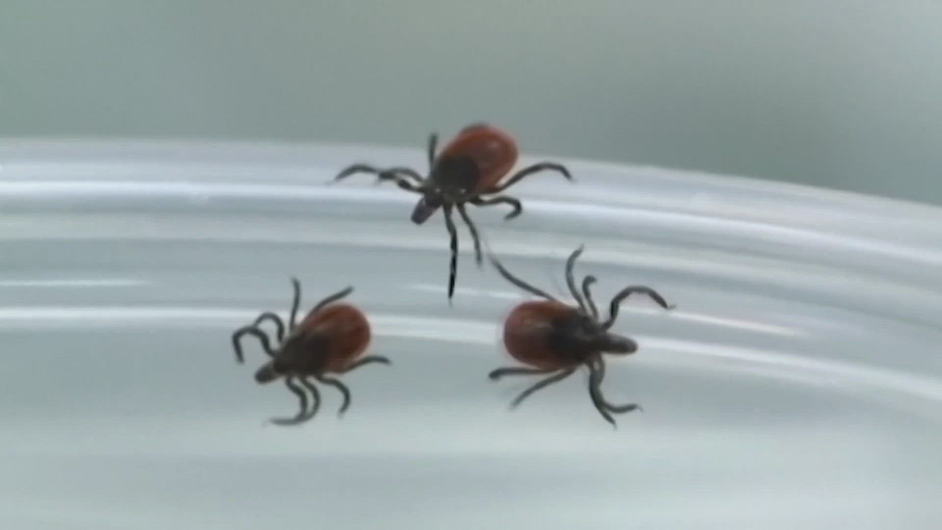 What a tick bite could mean: From Lyme disease to rare viruses