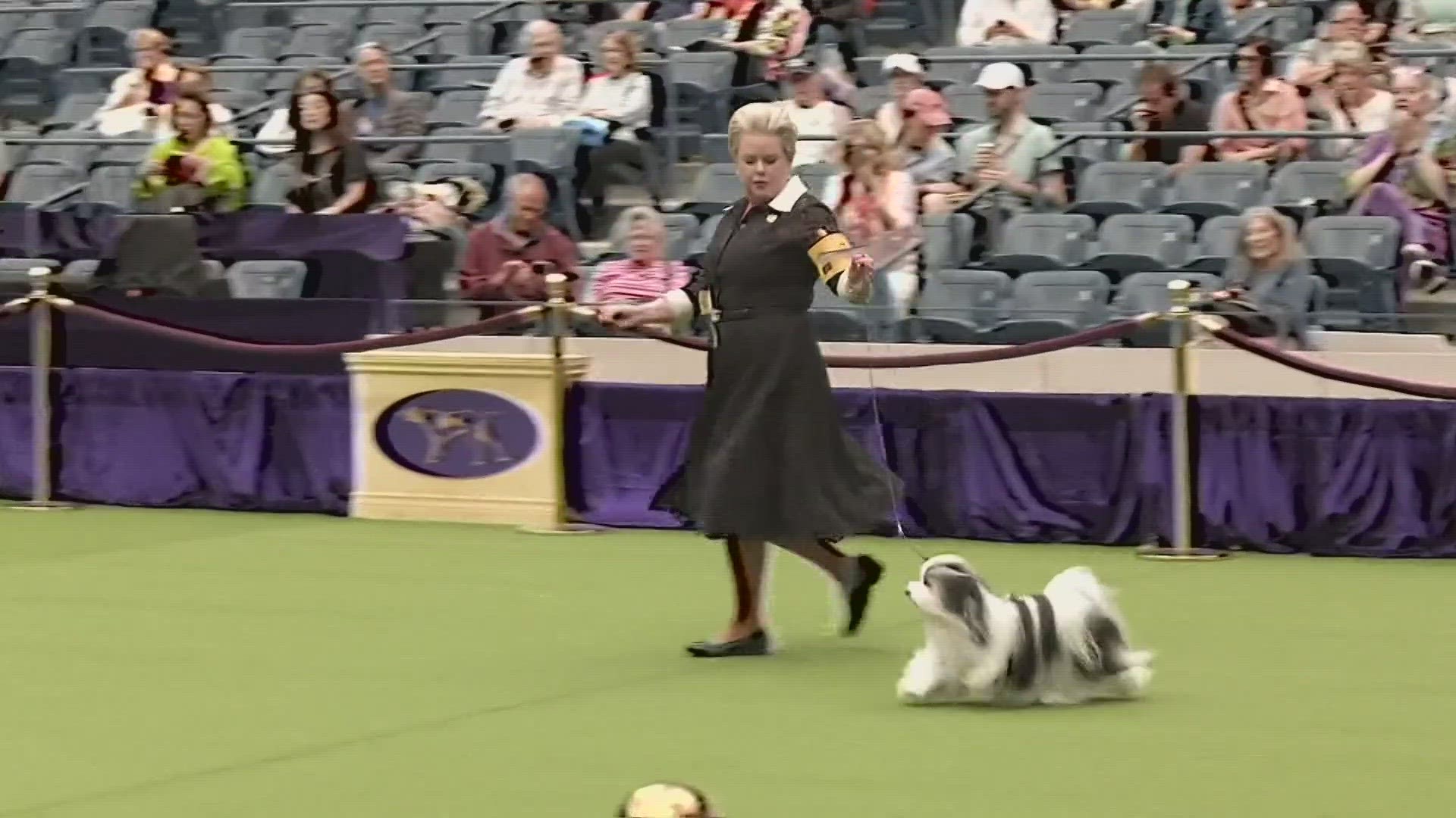 Where Can I Watch The Westminster Dog Show