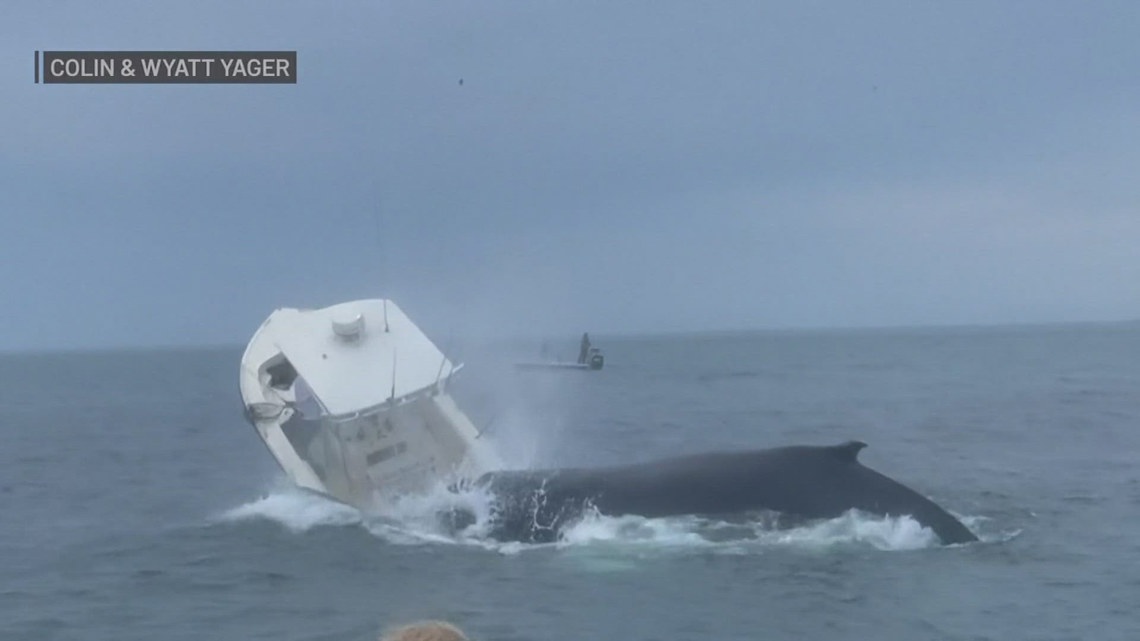 Whale lands on boat off New England coast