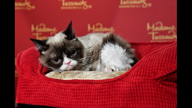 Grumpy Cat wins copyright lawsuit