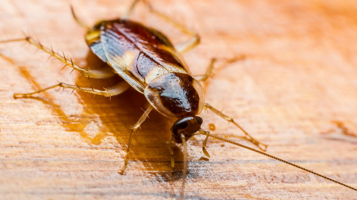 Cockroach crawled inside sleeping woman's ear, tormenting her for 