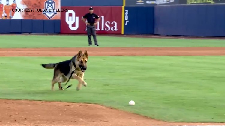 Houston Astros - It was dog day today at Fitteam Ballpark