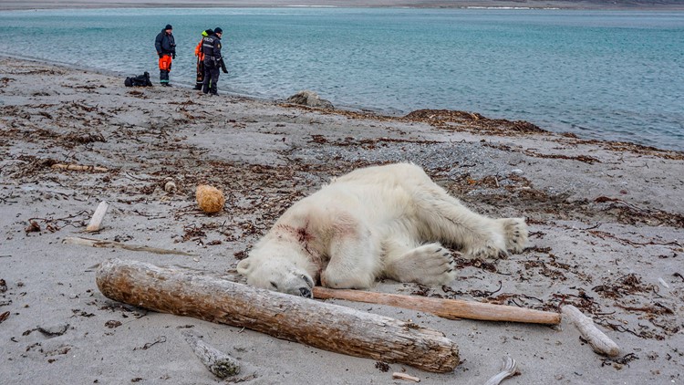 Polar Bear Shot and Killed After Attacking a Cruise Ship Guard Polar Bear Shot and Killed After Attacking a Cruise Ship Guard