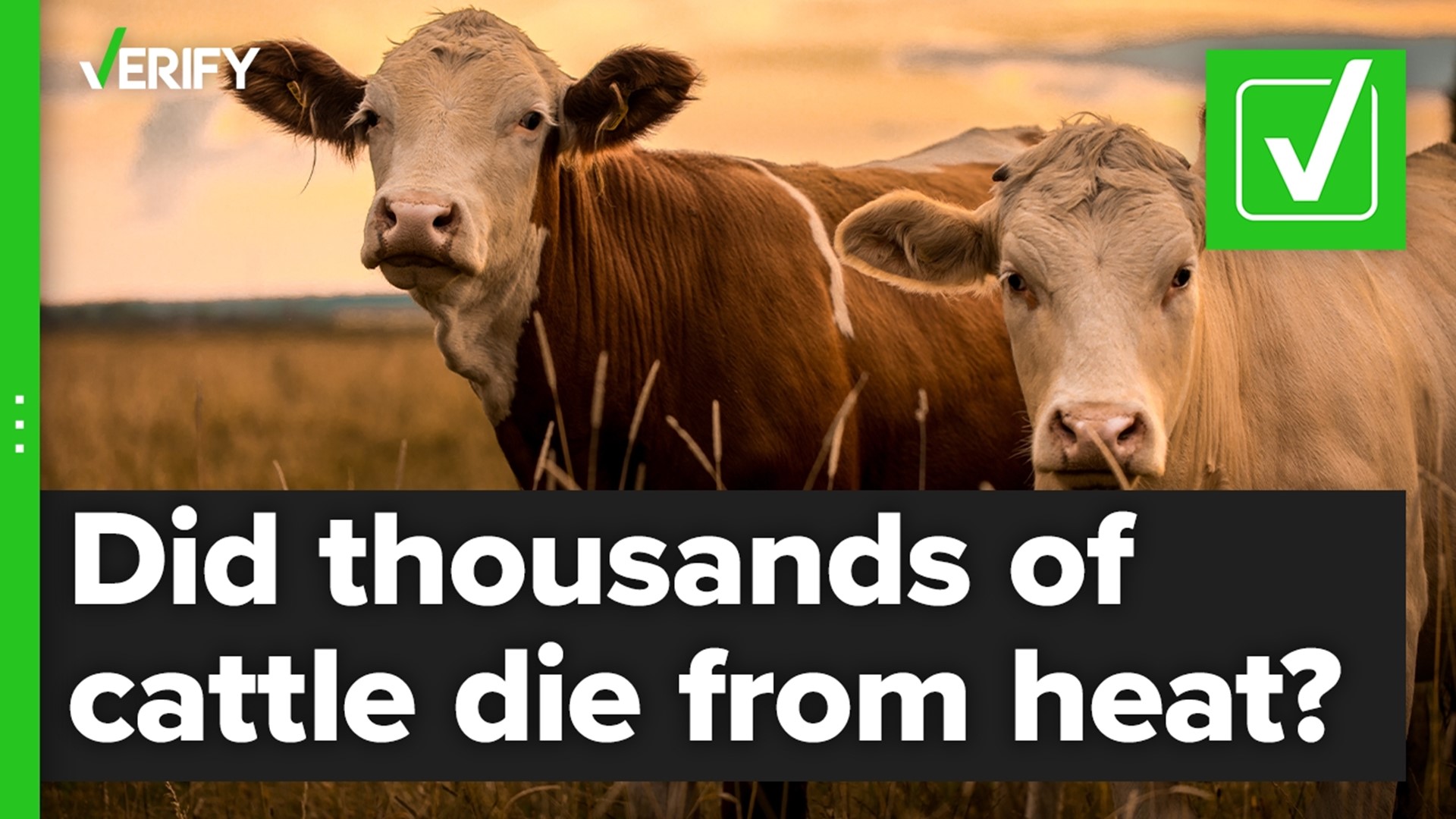 Did heat lead to the deaths of thousands of cattle in Kansas? The VERIFY team confirms this is true.
