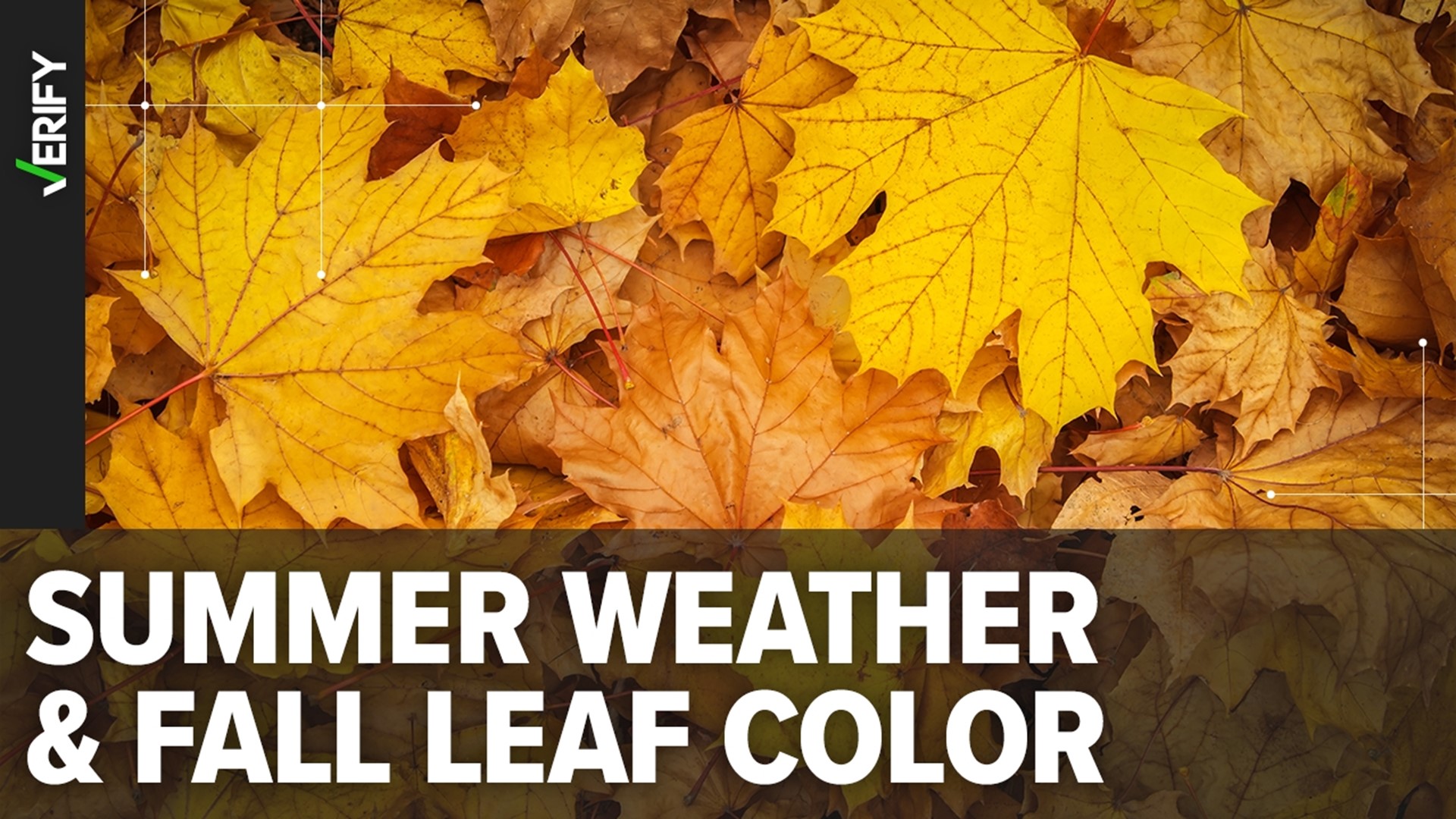 Summer weather conditions determine whether fall leaves are vibrant or mediocre.