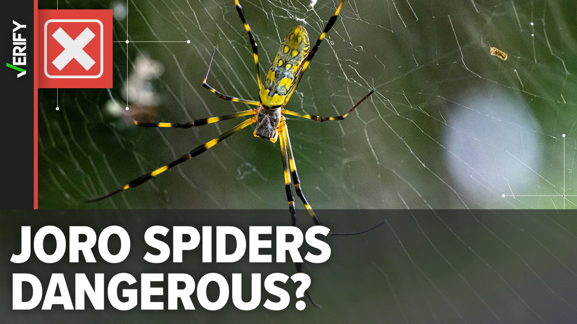 Giant flying venomous Joro spiders on the East Coast? | kare11.com