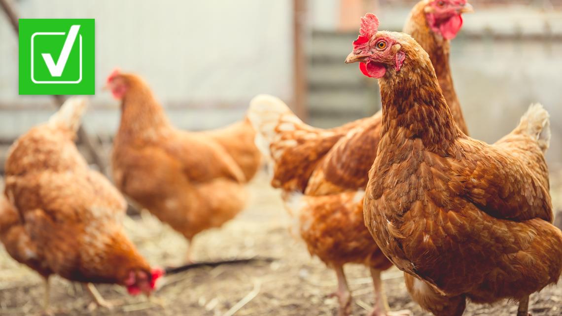 Can humans get bird flu? | kare11.com - Vimarsana News