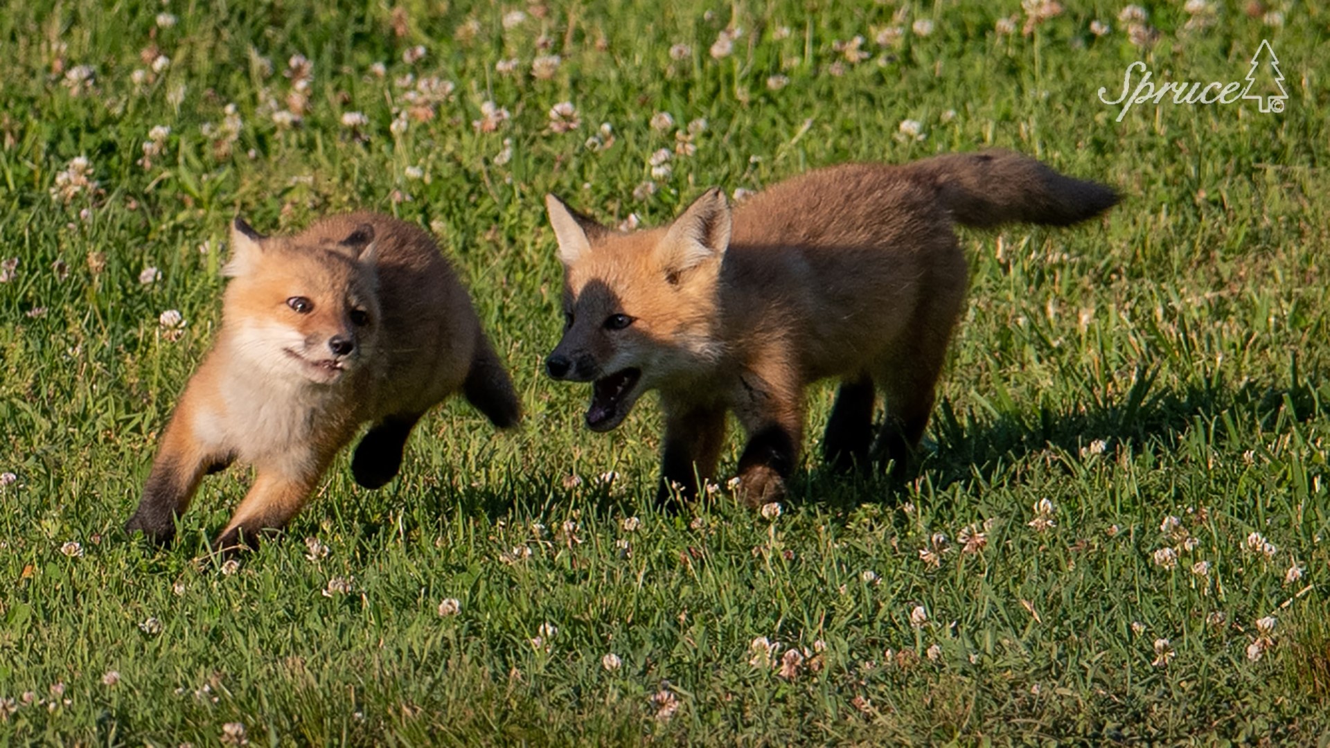 Two Precious Bear Cubs Rescued In Sevier County After Mother Disappeared Kare11 Com