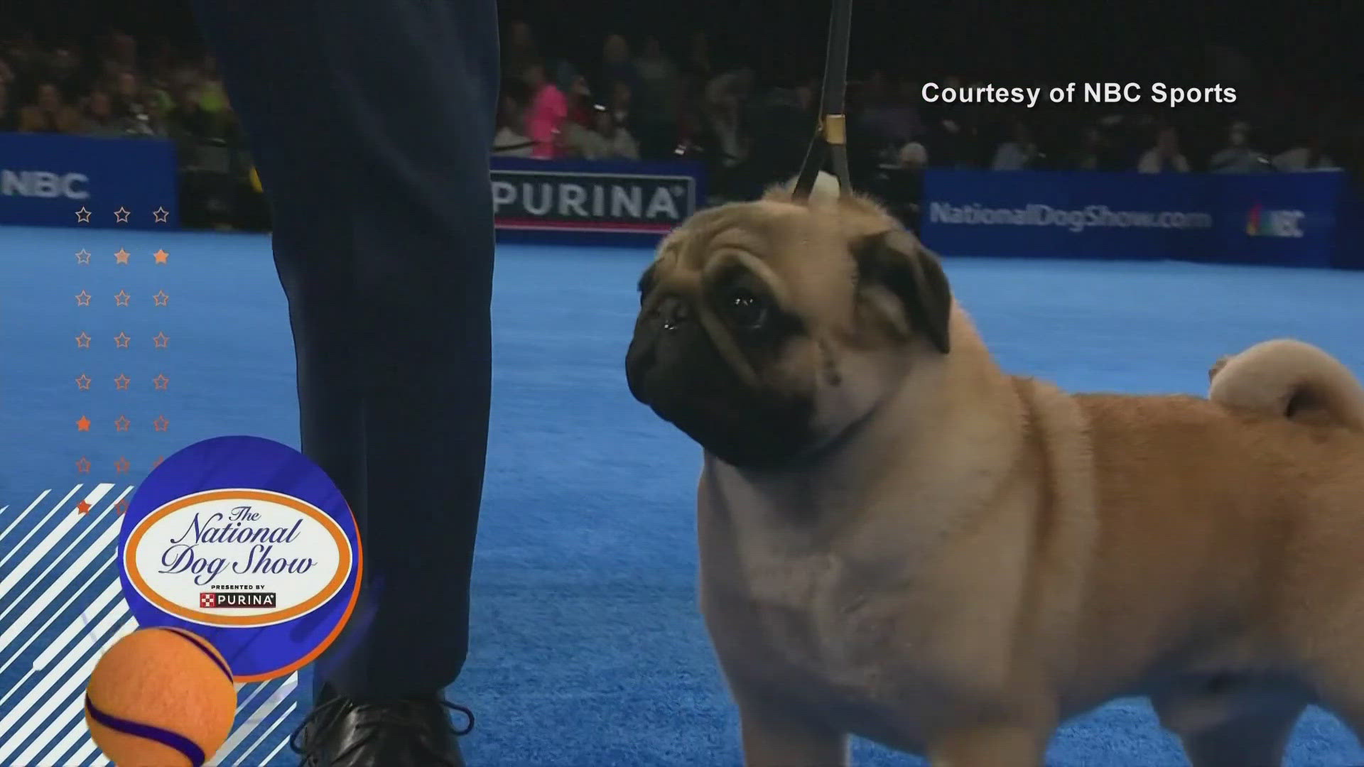 It's the first time a pug has won Best in Show since the show began in 2002. 