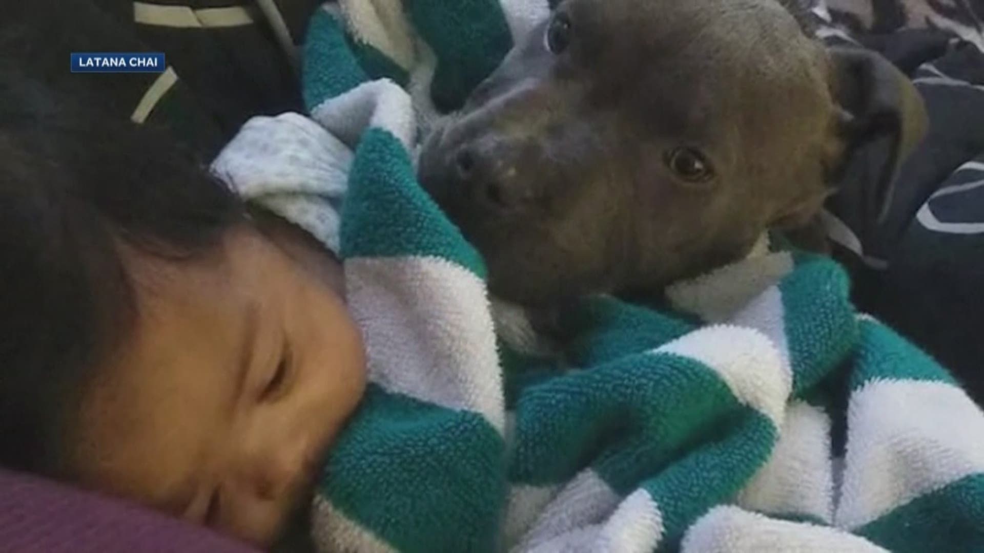 A California woman credits her family's pit bull for saving their lives from a raging house fire.