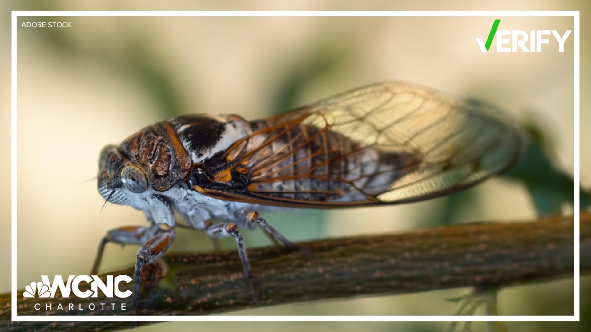 The bugs are known for a high-pitched noise they make, and for hanging around the Carolinas.