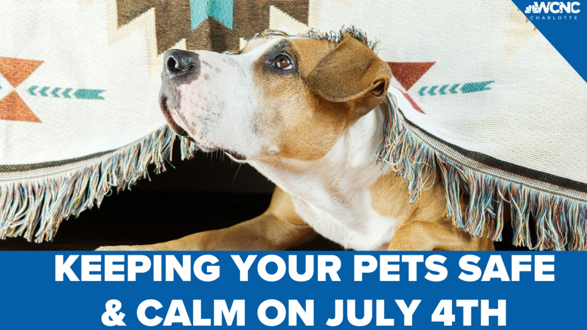 Pets can get anxious from the loud fireworks. Here's what you can do to help.