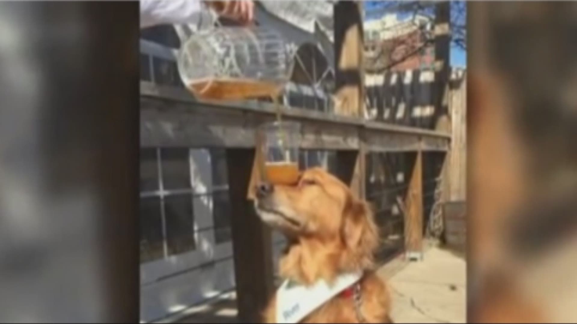 A dog is putting on a balancing act that is getting world wide attention.