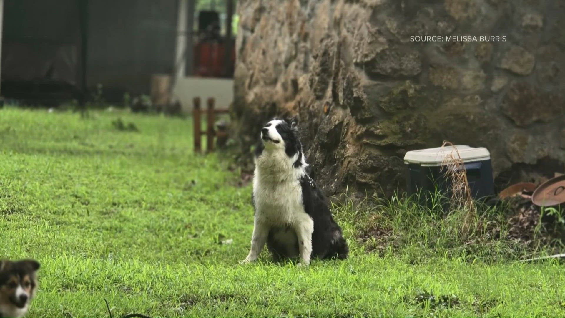 10-year-old border collie found 1,000 miles from home in North Carolina
