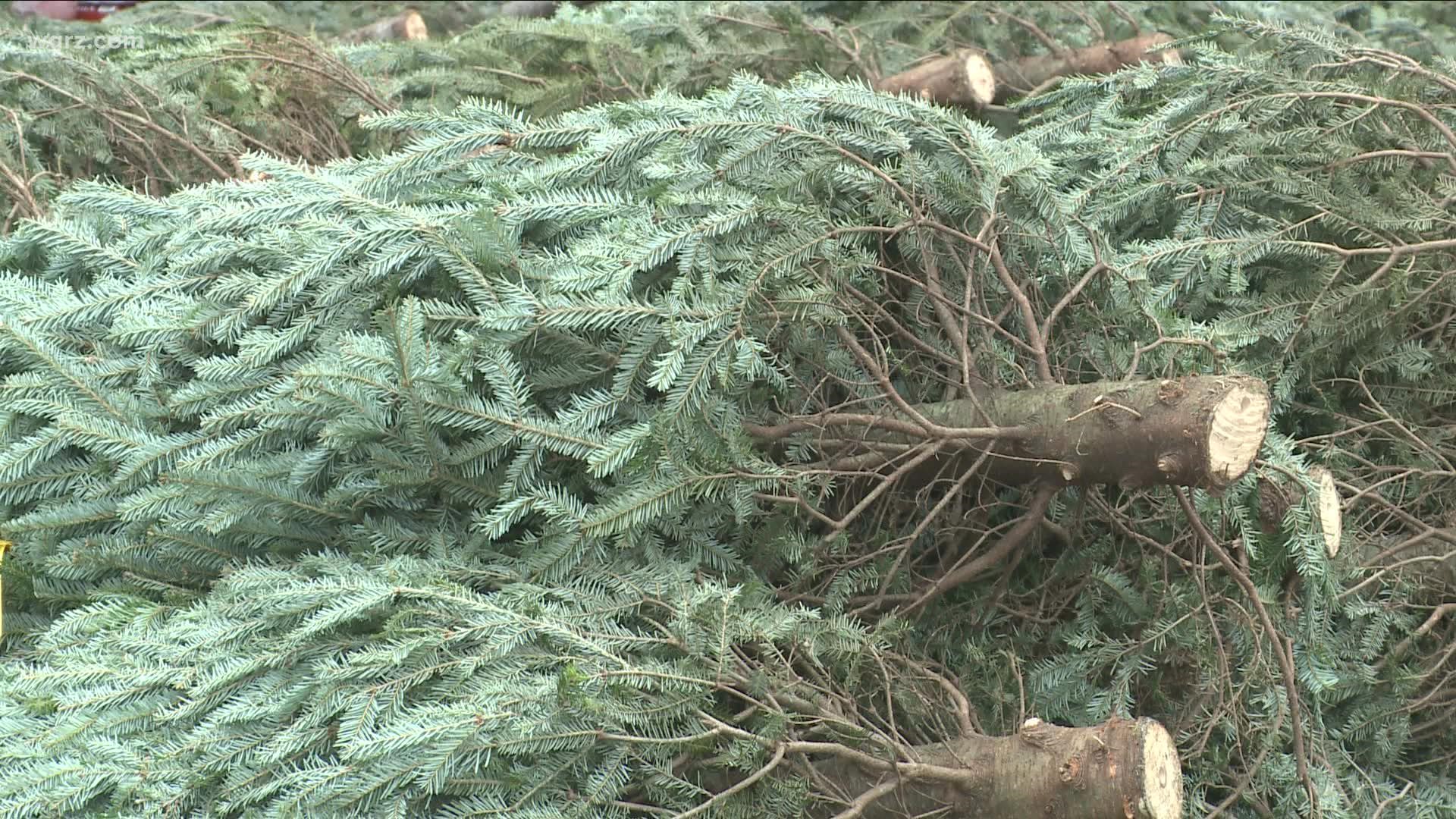 It's that time of year when we might see Christmas trees popping up at Garden Center across Western New York.