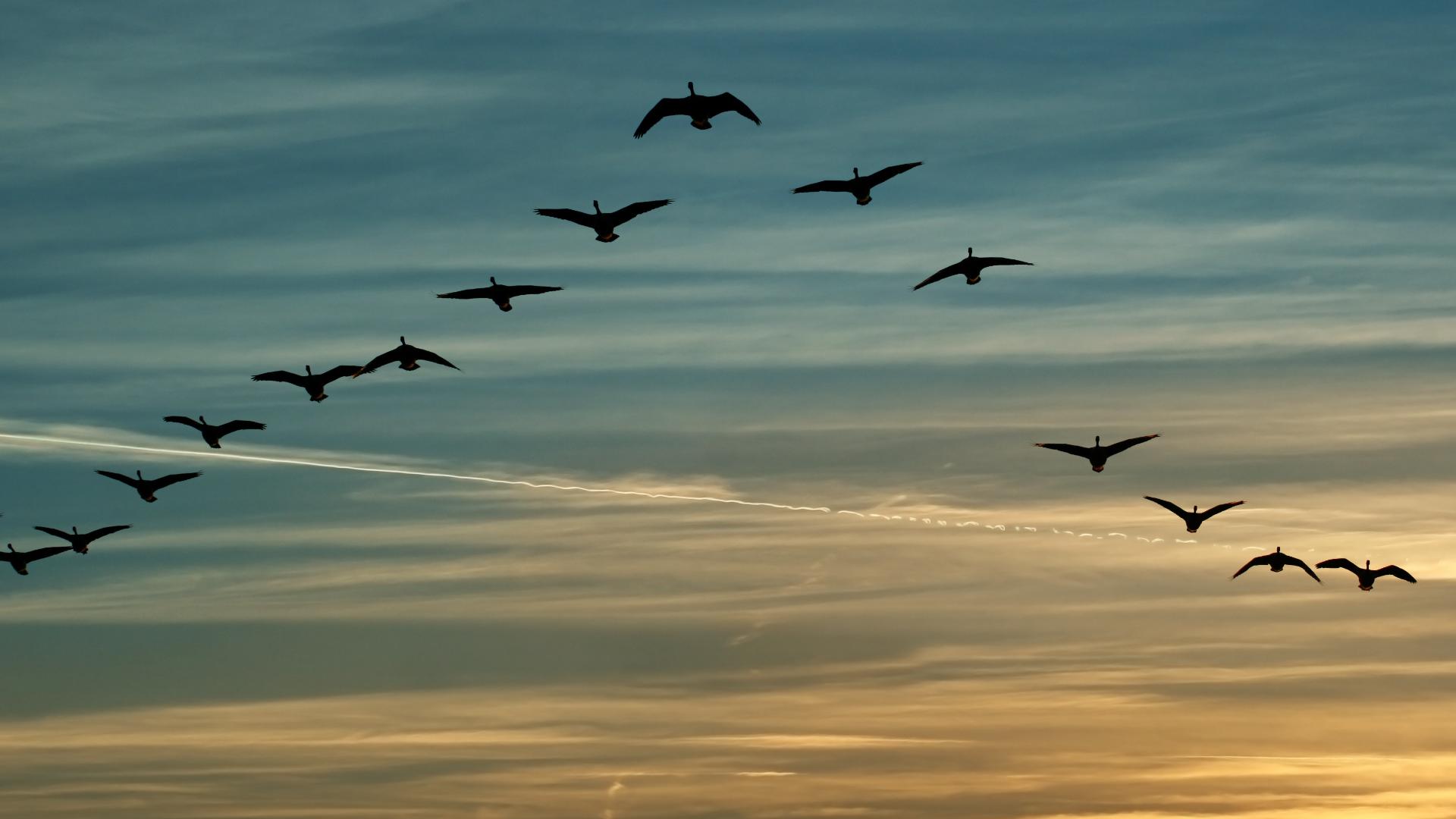 800 million birds are expected to migrate across the U.S. this weekend