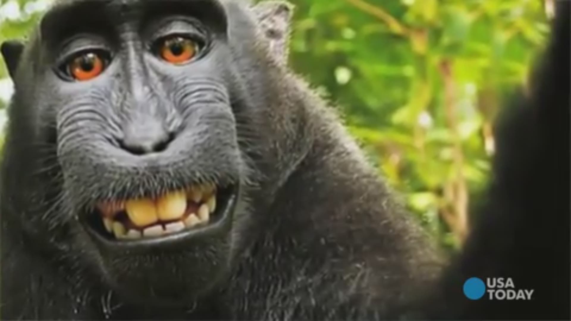 Monkey see, monkey do. But when a monkey takes a selfie, who owns the copyright? (USA TODAY 2016)