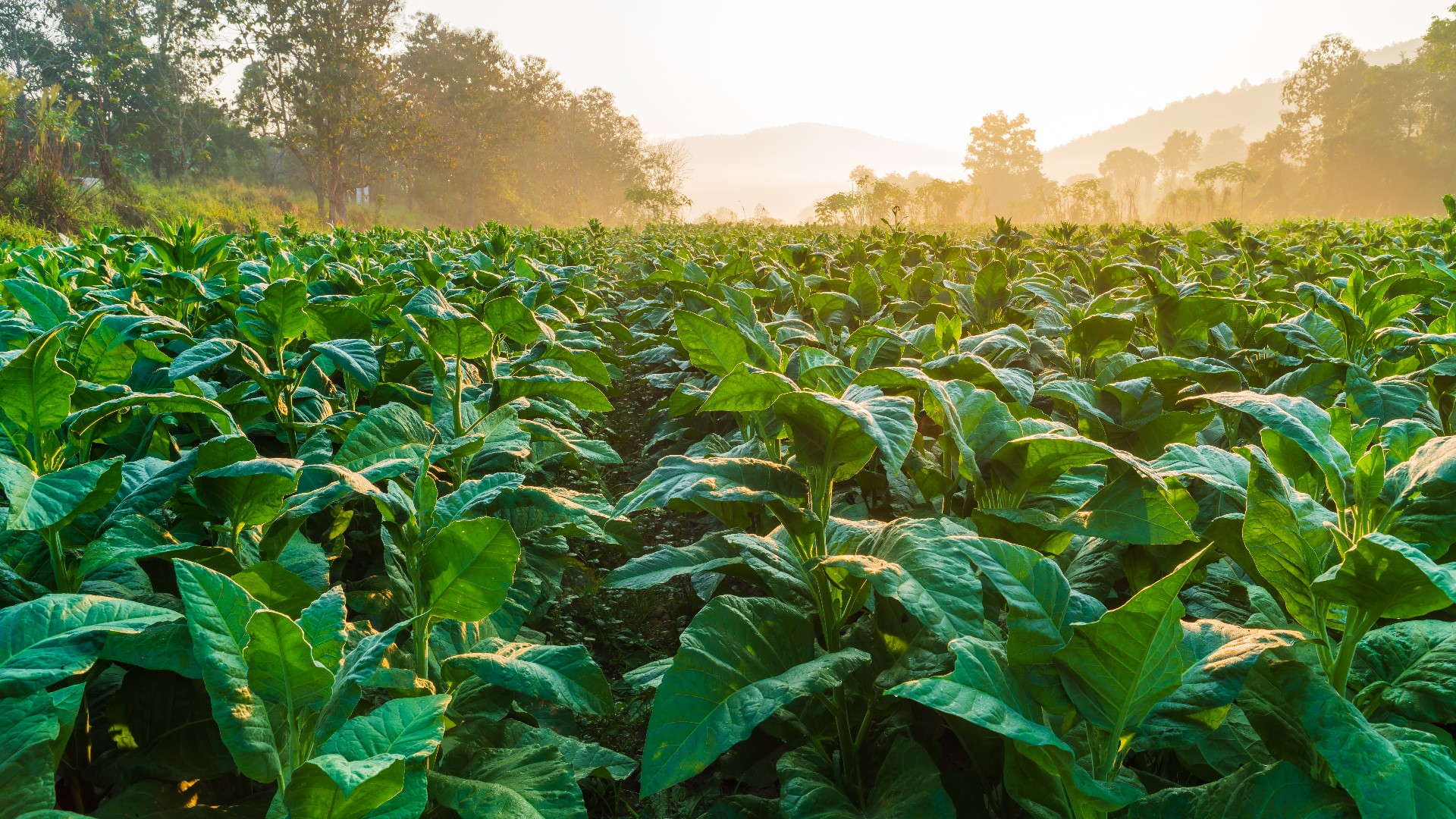 Kentucky farmer admits crop insurance fraud