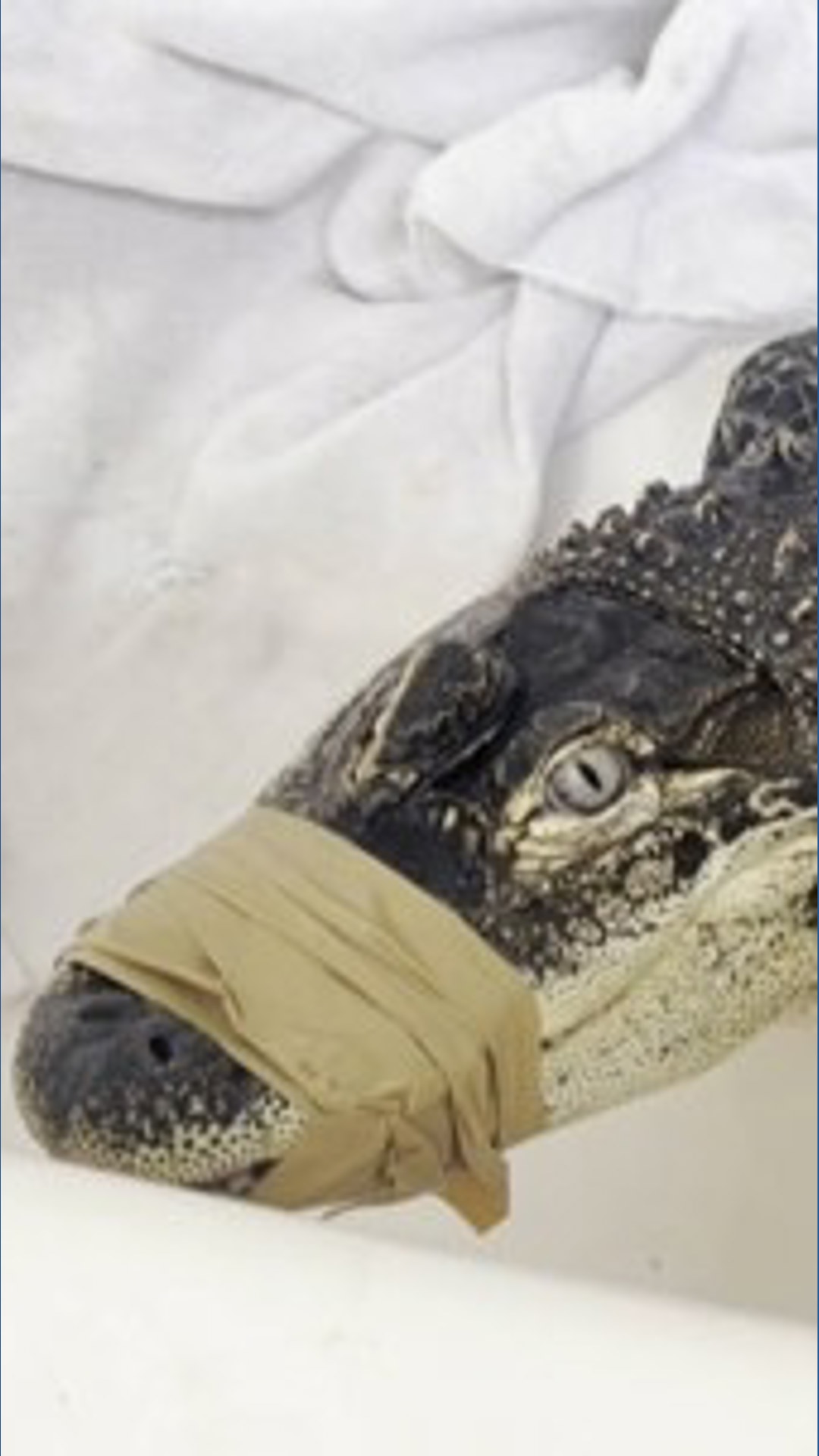 Indiana woman wrestles escape artist alligator picked up by police