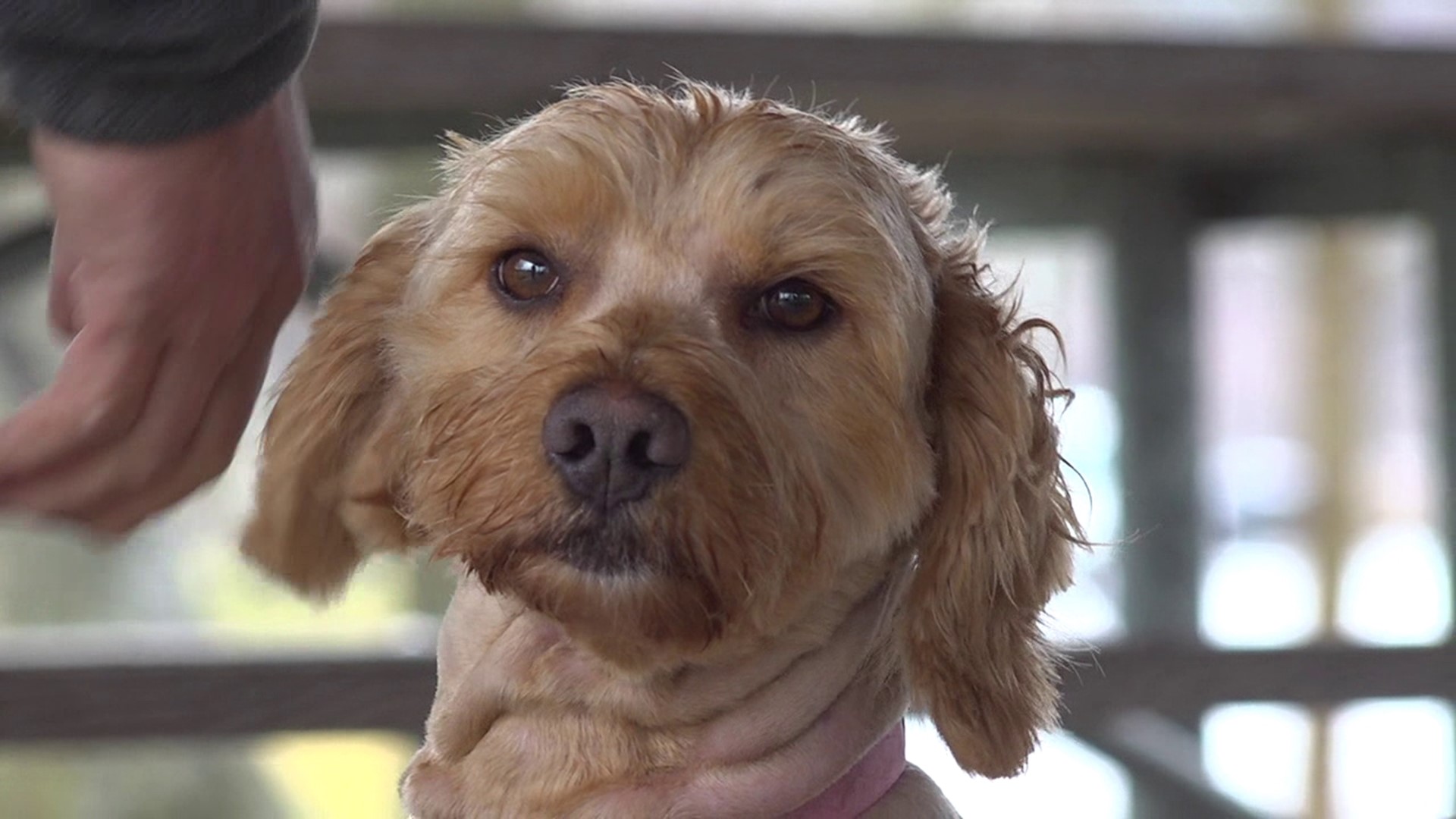 A family from Northumberland County is reunited with their beloved Goldendoodle Bree after more than a year apart.