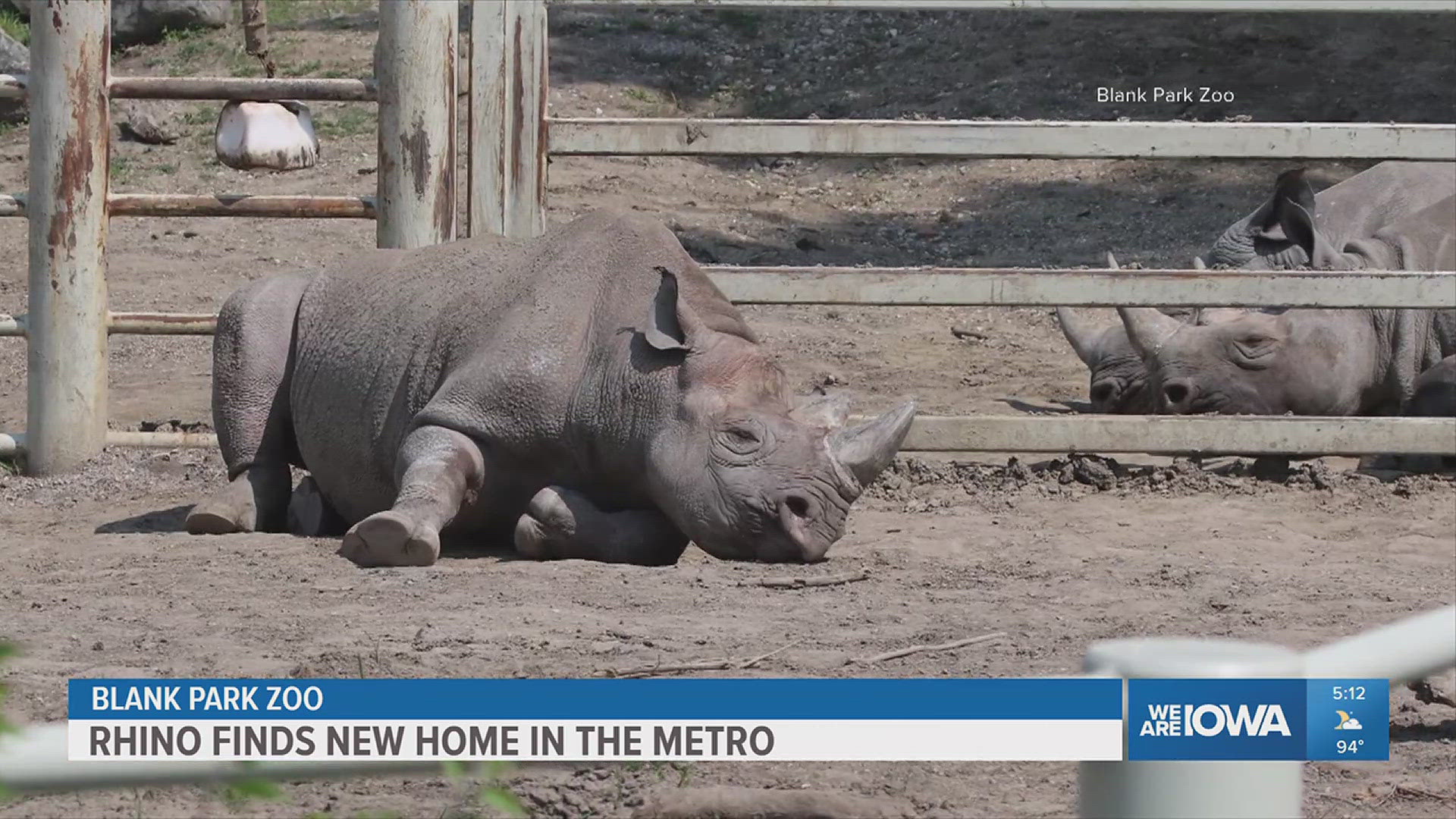 The zoo says the new rhino will help support breeding efforts and inspire conservation.