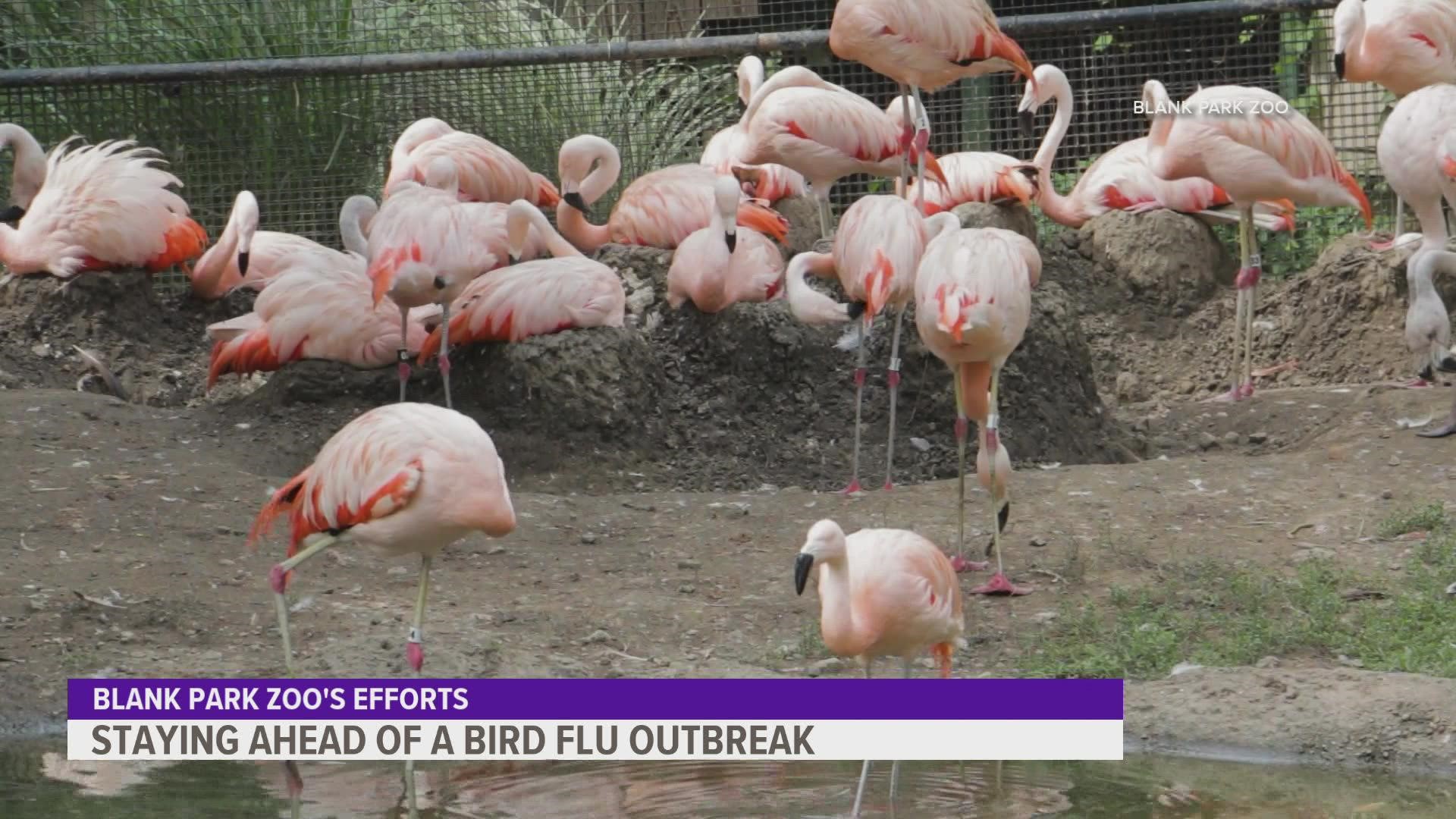 One of the zoo's vets says the attraction is monitoring its birds daily and taking precautions to keep them healthy and safe.