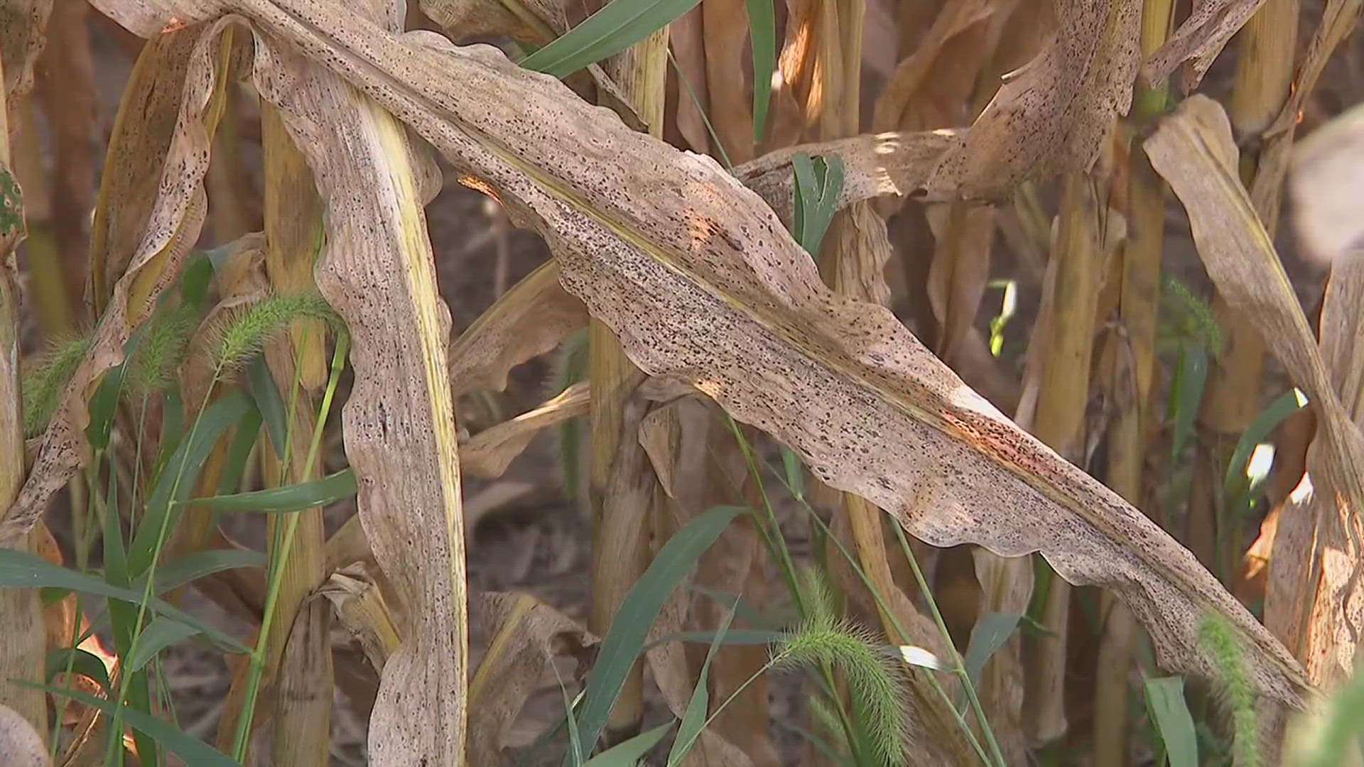Even with strong corn yields this year, farmers across the Midwest are facing a serious problem: a fungal disease fueled by a summer of wet, humid weather.