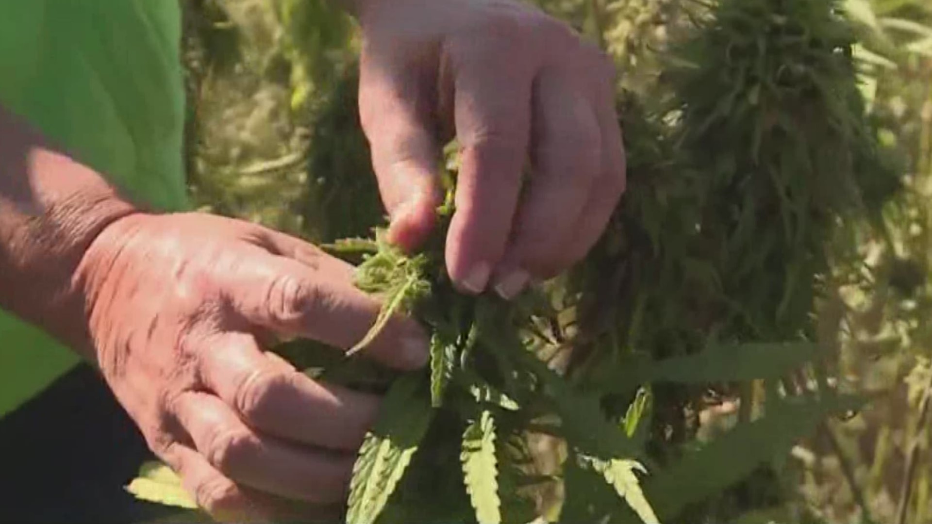 Florida’s director of cannabis is excited about rolling out the state’s first draft of rules for growing hemp. 

The crop is expected to generate billions of dollars for Florida’s economy while adding jobs and diversity to the state’s agricultural industry.

“For those of you watching closely, you know this is an exciting time in Florida. We’re on the verge of creating a whole new hemp economy with billions in economic potential,” Holly Bell said in a video released by the state Department of Agriculture and Consumer Services this month.