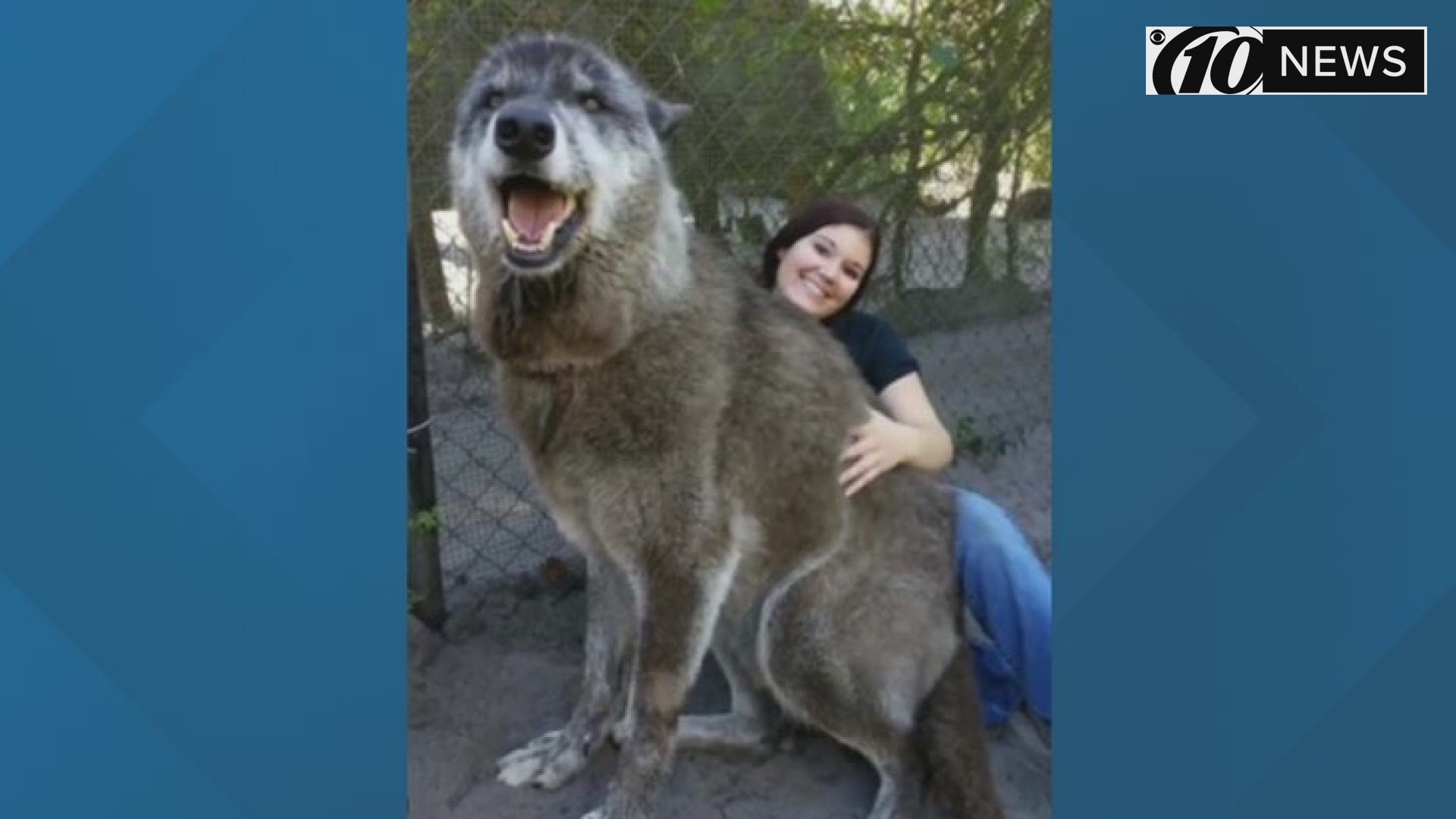 In the case of the Shy Wolf Sanctuary, there's nothing to be alarmed of: The wolves are supposed to be there. Resident Yuki the wolf-dog, in particular, has gained much notoriety and recent worldwide attention.