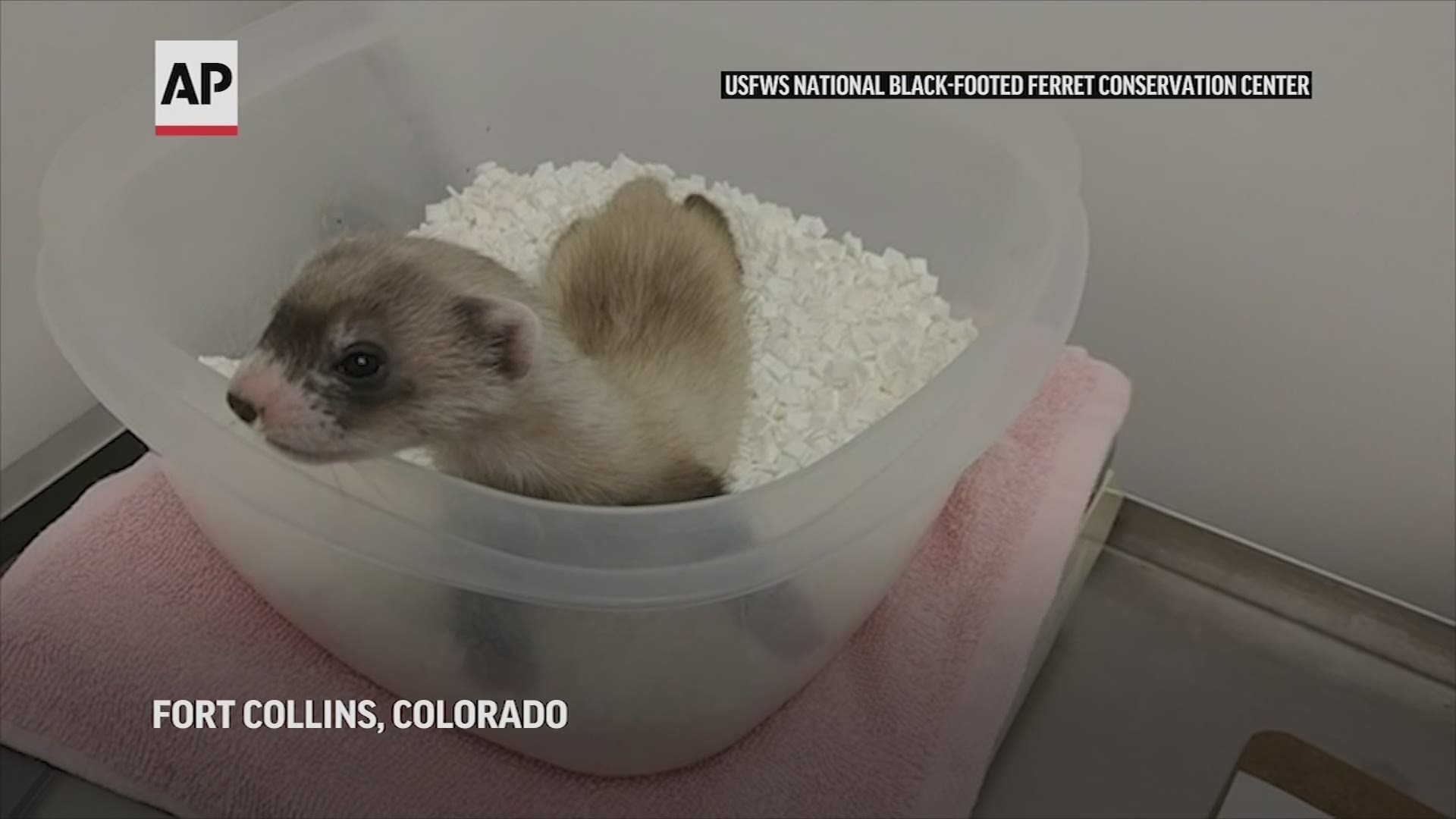 Endangered black-footed ferret is first US native cloned animal 