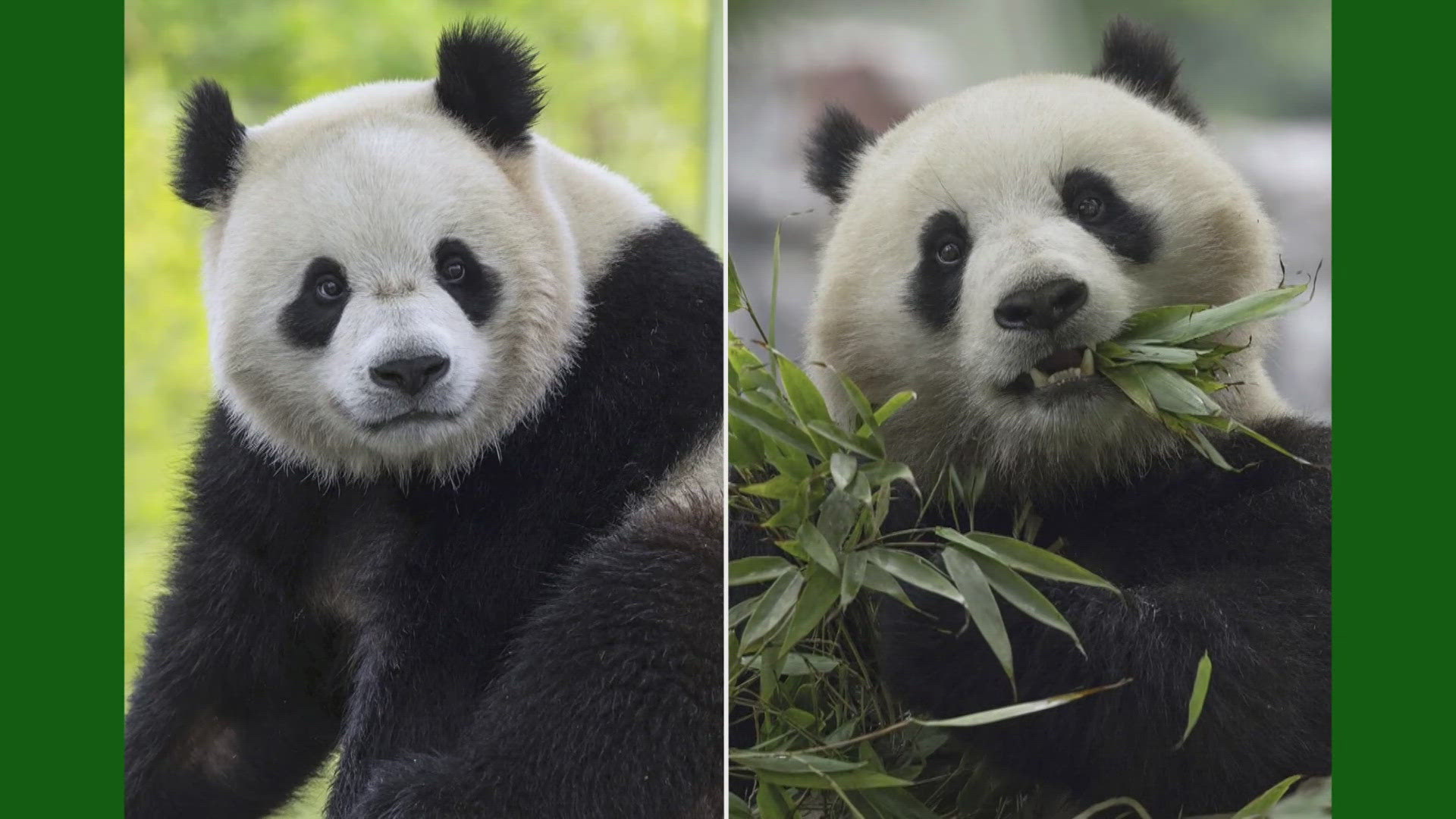 Bao Li and Qing Bao are set to arrive in the U.S. as early as Tuesday.