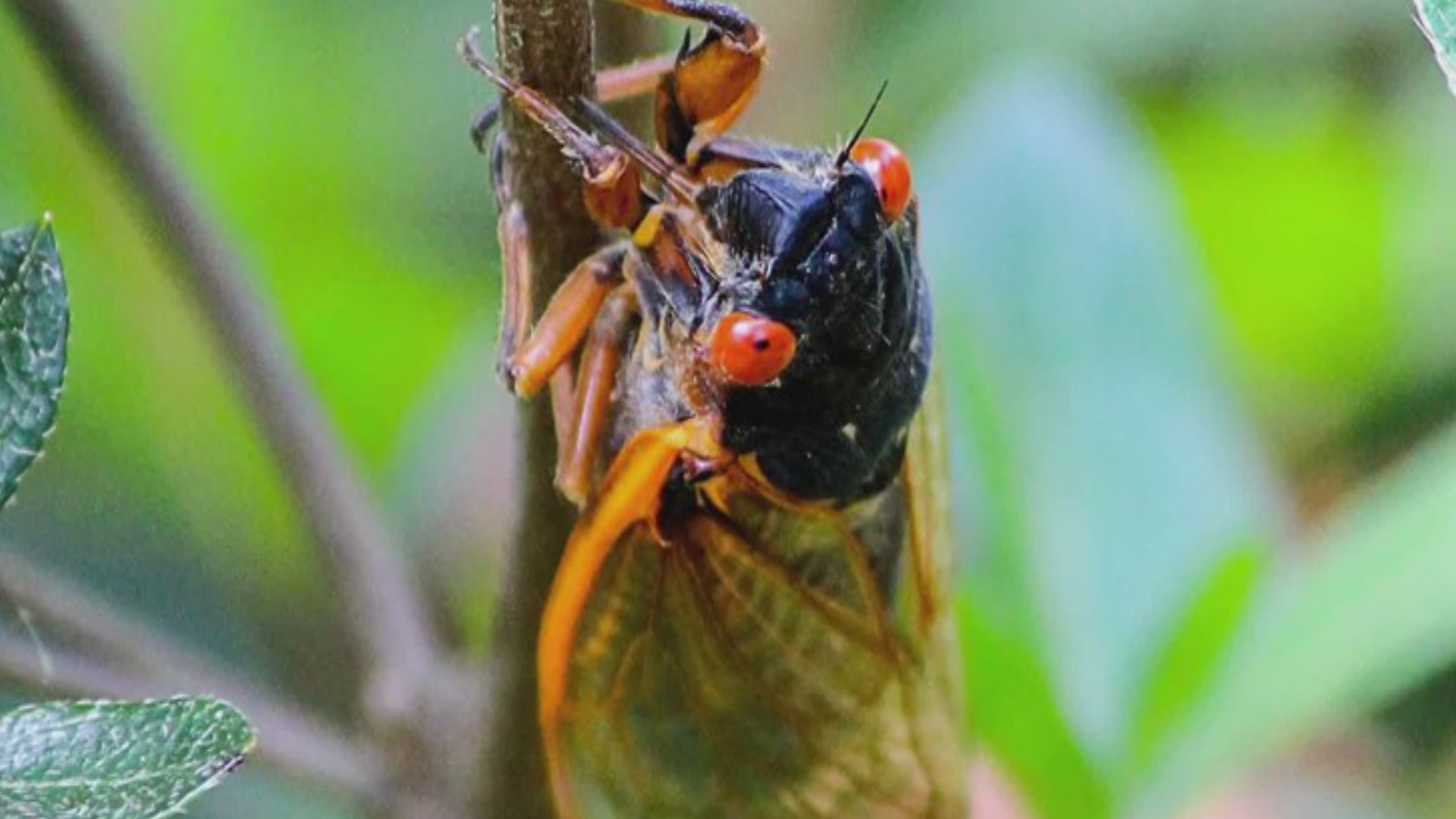 According to people who have tasted them, cicadas taste like shrimp. Experts say that could mean bad news for people with seafood allergies.