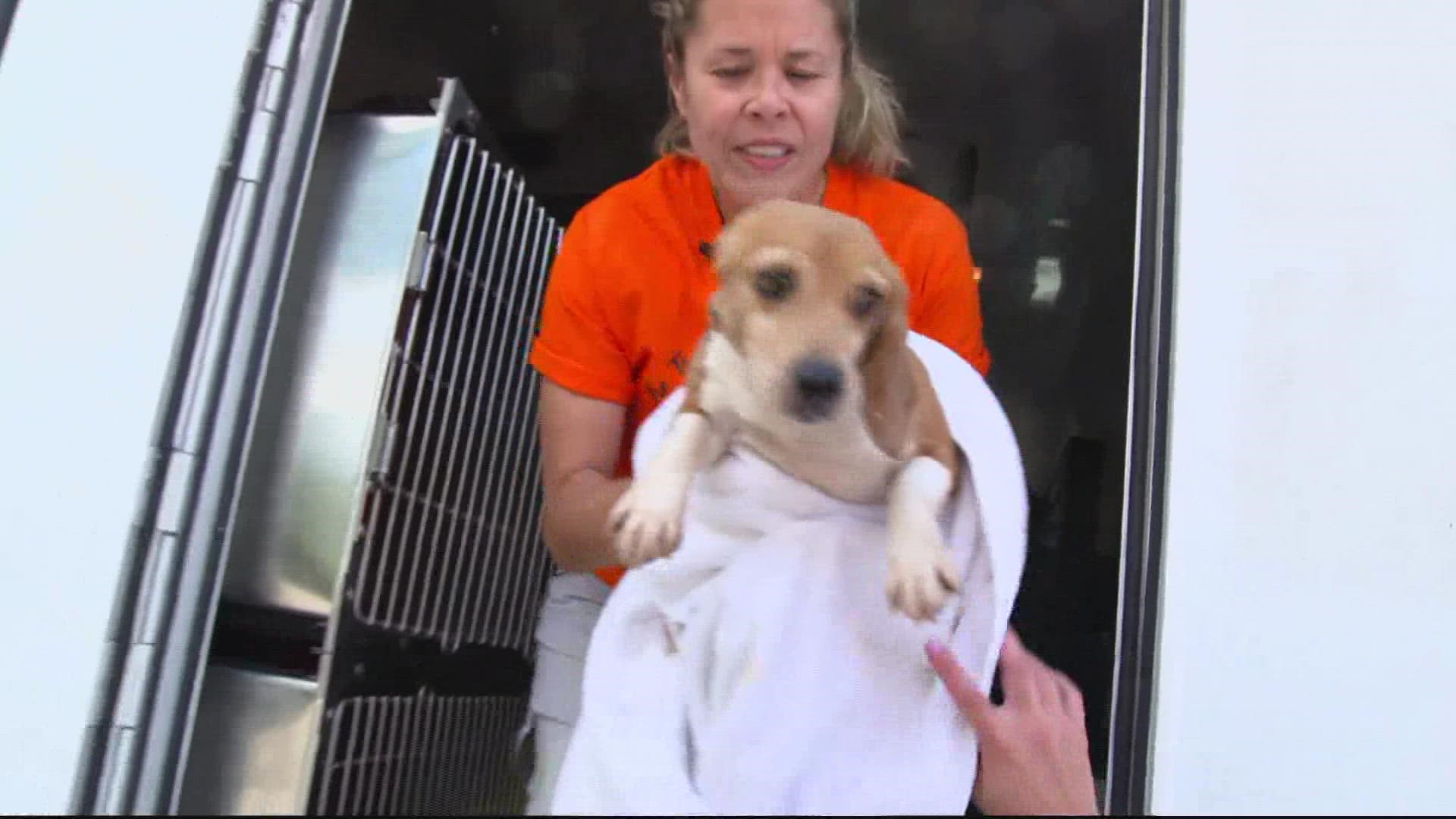 Mission accomplished: The last group of beagles were taken from the facility on Sept. 1