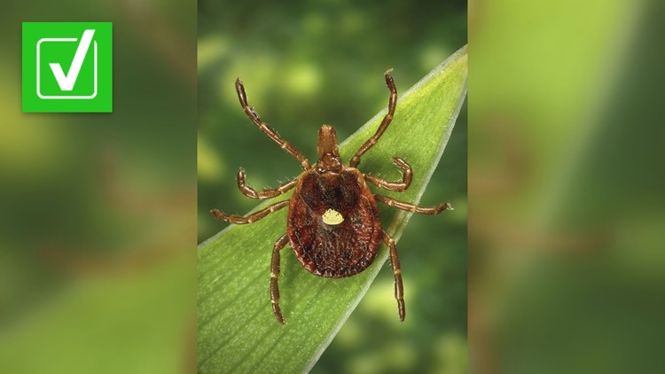 Yes, you can develop an allergy to red meat if bitten by this tick