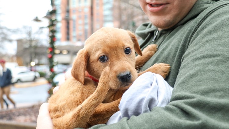 adoption events near me tomorrow