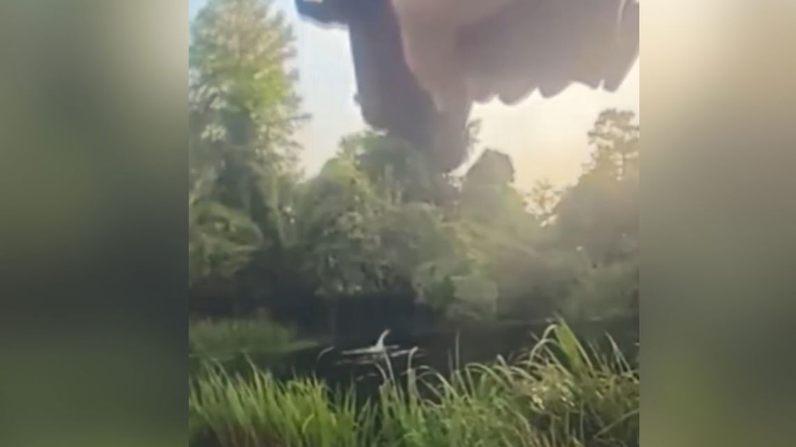 VIDEO: Alligator helps Louisiana police catch fleeing DWI suspect